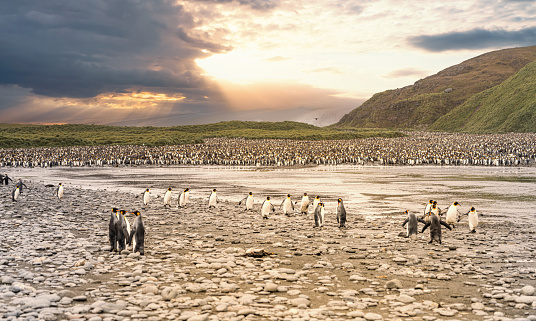 King penguin colony in South Georgia with expedition tourists observing from distance